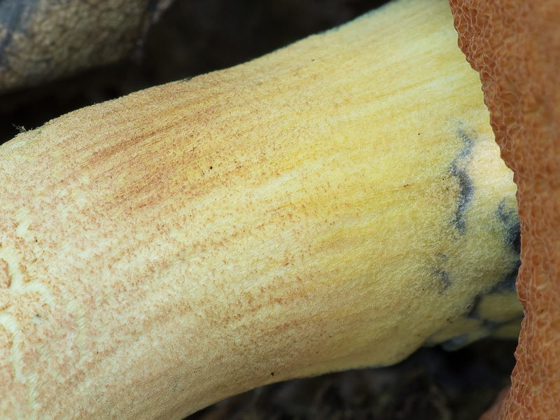 Boletus queletii